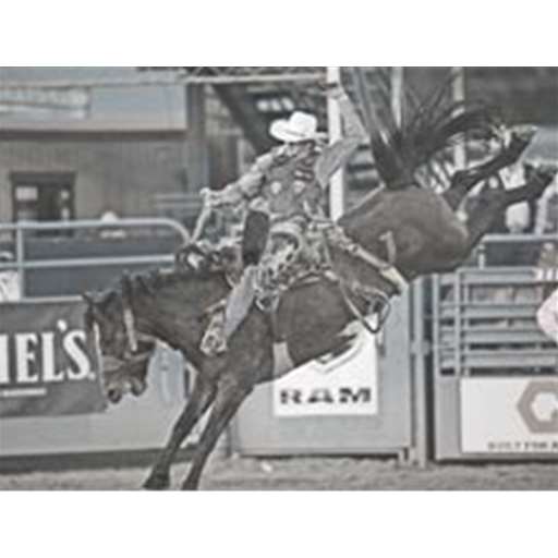 Saddle Bronc Riding